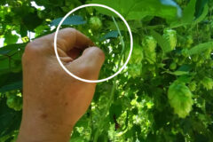 한국서 멸종된줄 알았던 품종을 야산에서 발견하자 살려봤더니 그 결과…