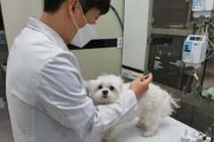 발염증 고치러 온 반려견, 병원실수로 안락사 대상 강아지와 바뀌어 결국…